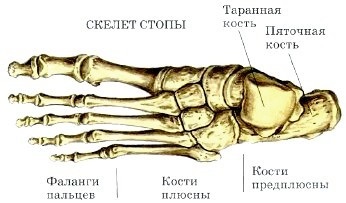 Structura scheletică (care constă din departamente) Structura scheletului