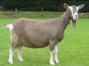 Toggenburgskie de capră Descrierea rasei, fotografii, ferma acasă (foto) Toggenburgskie de capră Descrierea rasei, fotografii, ferma acasă