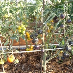 Tomate buchet negru, localizare, comentarii, fotografii, descrierea