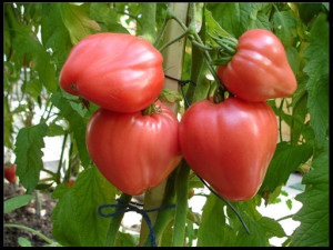 Tomate „miracol zmeură“