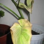 In calla frunze galbene, care fac (crini plante în primăvară) În frunze rândul său, galben calla, ce să facă