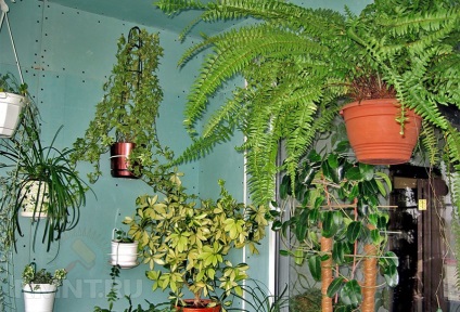Dispozitivul din grădina de iarnă pe balcon cu mâinile (reparații) Dispozitivul din grădina de iarnă pe balcon cu mâinile sale