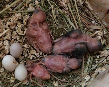 Îngrijire Finch, cinteze la domiciliu, cinteze, cinteze de vânzare (cinteze) Îngrijire Finch, cinteze la domiciliu, cinteze, cinteze de vânzare