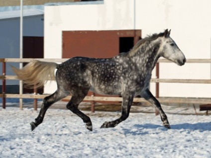 Riding trap (a) echitatie trap de cai