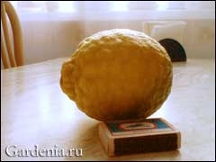 Cultivarea de lamaie unele erori în îngrijire (tolera leagăne) lamaie lucru cultivarea pe greșelile în îngrijirea