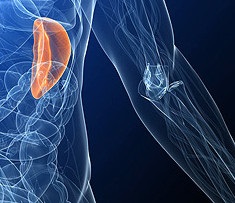 Inflamarea simptomelor splinei (simptome) Simptomele de inflamație a splinei