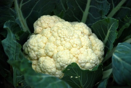 Toate conopidă (conopidă) Toate conopidă