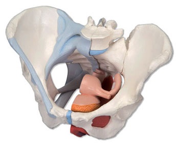 bazin de sex feminin (dimensiune secretă dreaptă) pelvis feminin