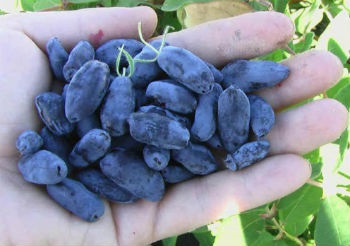 Honeysuckle utilaje agricole (mașini agricole caprifoi) Agrotehnică caprifoi