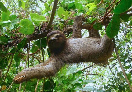 Animale lene (animal) Animale sloths