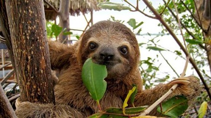 Animale lene (animal) Animale sloths