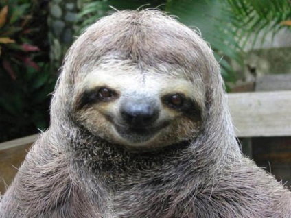 Animale lene (animal) Animale sloths
