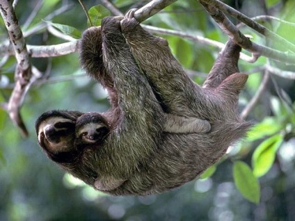Animale sloths () lenes Animale sloths