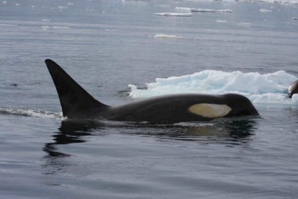 Animalele din Oceanul Arctic (nord) Animalele din Oceanul Arctic