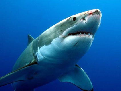 oceanul de animale (oceanic) ocean de animale