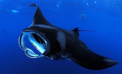 Ocean Animal (animale) ocean de animale