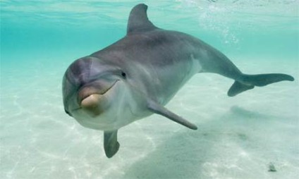 oceanul de animale (oceanic) ocean de animale