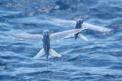 oceanul de animale (oceanic) ocean de animale