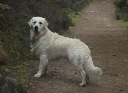 Retriever fotografie de Aur, descriere rasa, video, sănătate (a rasei este a) Golden Retriever fotografie, descriere rasa, video, sănătate