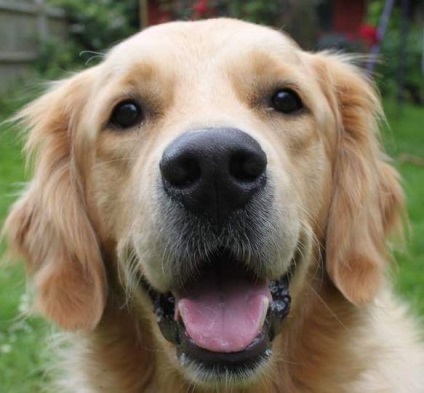 Retriever fotografie de Aur, descriere rasa, video, sănătate (descriere) Golden Retriever fotografie, descriere rasa, video, sănătate