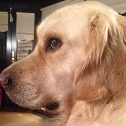 Retriever fotografie de Aur, descriere rasa, video, sănătate (de aur) Golden Retriever fotografie, descriere rasa, video, sănătate