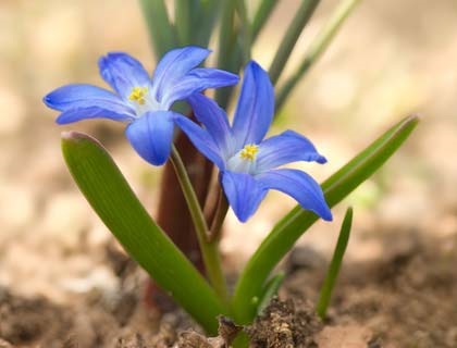 10 Cele mai bune flori perene, care sunt potrivite pentru Siberia (necesită o îngrijire specială) 10 Cele mai bune flori perene, care sunt potrivite pentru Siberia
