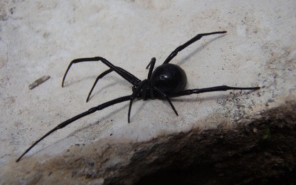 10 Spider, care într-adevăr ar trebui să fie teamă (10 poze) (Viețile din America de Nord) 10 Spider, care într-adevăr ar trebui să fie teamă (10 poze)