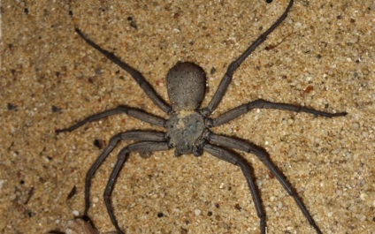 10 Spider, care într-adevăr ar trebui să fie teamă (10 poze) (păianjeni) 10 Spider, care într-adevăr ar trebui să fie teamă (10 poze)