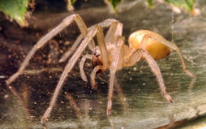 10 Spider, care într-adevăr ar trebui să fie teamă (10 poze) (Viețile din America de Nord) 10 Spider, care într-adevăr ar trebui să fie teamă (10 poze)