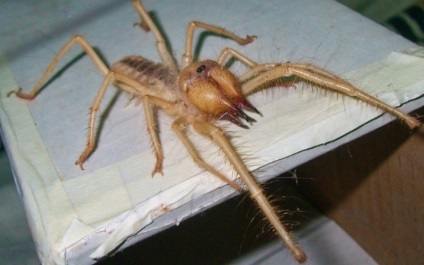 10 Spider, care într-adevăr ar trebui să fie teamă (10 poze) (păianjeni) 10 Spider, care într-adevăr ar trebui să fie teamă (10 poze)