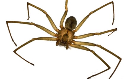 10 Spider, care într-adevăr ar trebui să fie teamă (10 poze) (fotografii) 10 Spider, care într-adevăr ar trebui să fie teamă (10 poze)