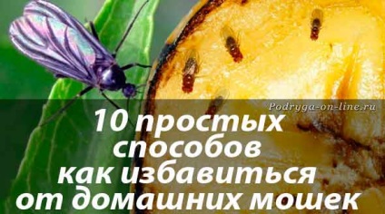 10 moduri simple de a scăpa de păduchi acasă (cum să scape de musculițe interne) 10 moduri simple de a scăpa de păduchi acasă