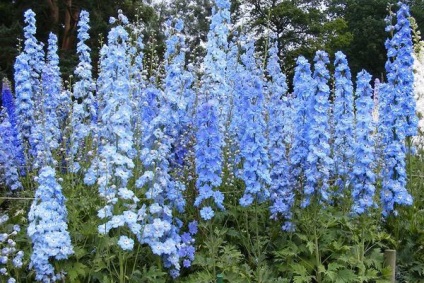 culturile de 16 de flori care au nevoie pentru a planta puieți în aprilie (Aquilegia placă luminos) 16 culturi de flori care au nevoie pentru a planta răsaduri în aprilie