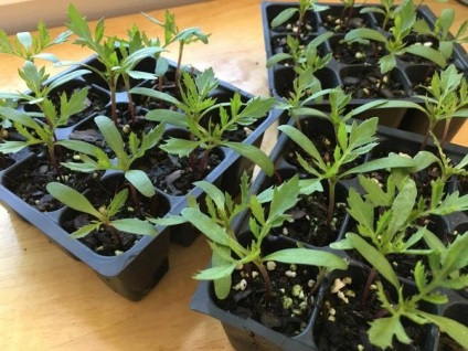 16 culturi de flori care au nevoie pentru a planta puieți în luna aprilie (principalele motive pentru popularitatea de un an) 16 culturi de flori care au nevoie pentru a planta răsaduri în aprilie
