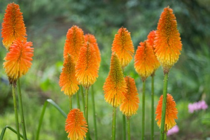 16 Culturi de flori care au nevoie pentru a planta puieți în aprilie (Aquilegia place flori luminoase) 16 culturi de flori care au nevoie pentru a planta răsaduri în aprilie