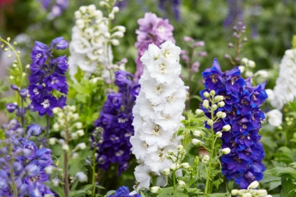 culturile de 16 de flori care au nevoie pentru a planta puieți în aprilie (Aquilegia placă luminos) 16 culturi de flori care au nevoie pentru a planta răsaduri în aprilie