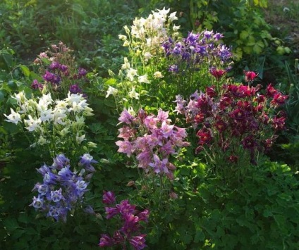16 Culturi de flori care au nevoie pentru a planta puieți în aprilie (Aquilegia place flori luminoase) 16 culturi de flori care au nevoie pentru a planta răsaduri în aprilie