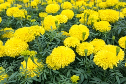 16 Culturi de flori care au nevoie pentru a planta puieți în aprilie (Aquilegia place flori luminoase) 16 culturi de flori care au nevoie pentru a planta răsaduri în aprilie