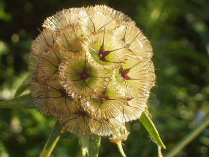 culturile de 16 de flori care au nevoie pentru a planta puieți în aprilie (Aquilegia placă luminos) 16 culturi de flori care au nevoie pentru a planta răsaduri în aprilie