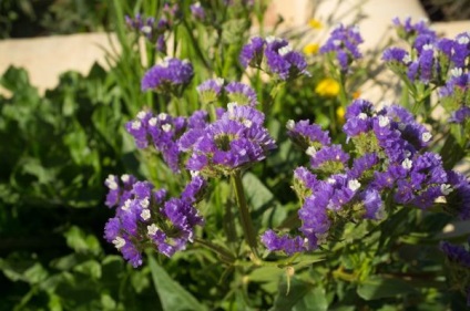 16 Culturi de flori care au nevoie pentru a planta puieți în aprilie (Aquilegia place flori luminoase) 16 culturi de flori care au nevoie pentru a planta răsaduri în aprilie