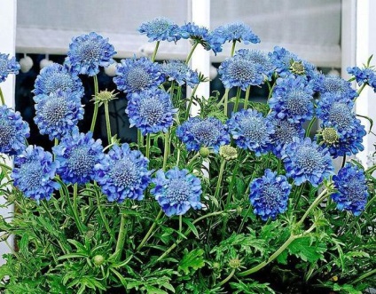 16 Culturi de flori care au nevoie pentru a planta puieți în aprilie (Aquilegia place flori luminoase) 16 culturi de flori care au nevoie pentru a planta răsaduri în aprilie