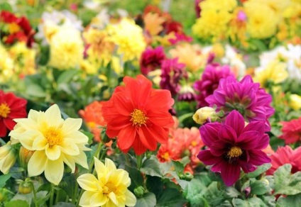 culturile de 16 de flori care au nevoie pentru a planta puieți în aprilie (Aquilegia placă luminos) 16 culturi de flori care au nevoie pentru a planta răsaduri în aprilie