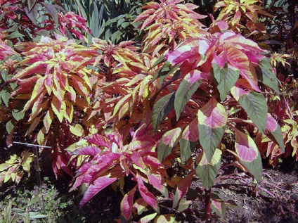 culturile de 16 de flori care au nevoie pentru a planta puieți în aprilie (Aquilegia placă luminos) 16 culturi de flori care au nevoie pentru a planta răsaduri în aprilie