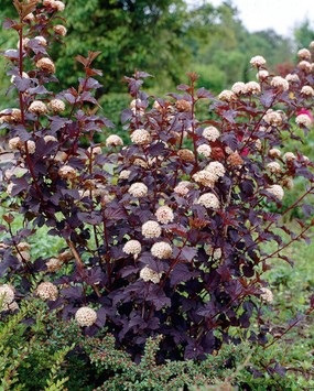 5 arbuști ornamentali, care ar trebui să fie plantate în grădină! (Permanent) 5 arbuști ornamentali, care ar trebui să fie plantate în grădină!
