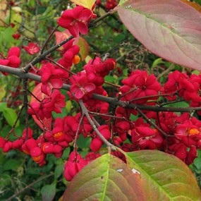 5 arbuști ornamentali, care ar trebui să fie plantate în grădină! (Plant) 5 arbuști ornamentali, care ar trebui să fie plantate în grădină!
