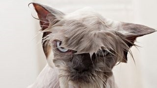 7 Exemple de modul în care absolut nu pot fi fotografiate pe plajă! (Adăugare) 7 Exemple de modul în care absolut nu pot fi fotografiate pe plajă!