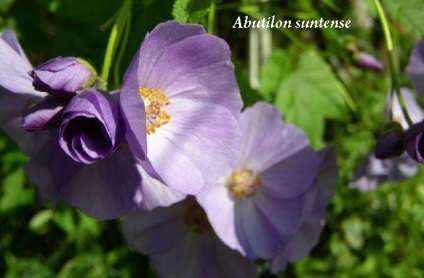 Abutilon (camera de arțar) tipurile și de îngrijire (arțar) Abutilon (cameră de arțar) tipurile și îngrijire