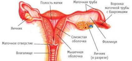 ademioza uterin - ceea ce este simptome și tratament în timpul sarcinii (a) ademioza uterin - ceea ce este simptome și tratament în timpul sarcinii