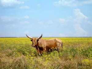 African Watussi vaci (vaca) vaca african Watussi