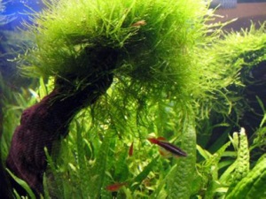 Acvariu 10 litri - un acvariu compact mic - Barbus albastru (Aquarium) Acvariu 10 litri - un acvariu mic compact - Barbus albastru
